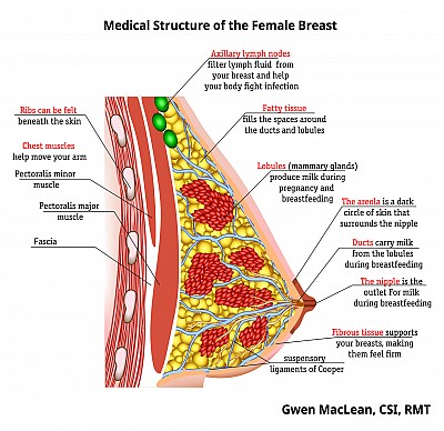 Breast Massage Therapy by Gwen MacLean, RMT | London, Ontario